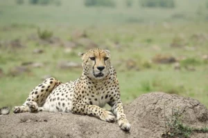 4 Days Tanzania Luxury Safari