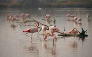 Arusha National Park