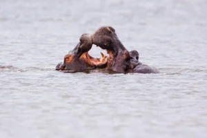 Selous Game Reserve / Nyerere National Park