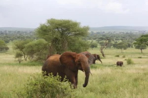 7 Days / 6 Nights Luxury Safari