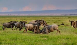 6 Days / 5 Nights Luxury Safari